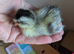 Newly hatched call ducklings