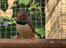 Zebra finches