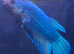 Male Halfmoon Betta