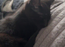2 male kittens free to good home!
