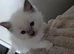 Beautiful Ragdoll Kittens