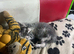 Maine coon pure American kittens