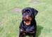 Rottweiler male from world class kennels