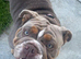 English Bulldog