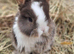 Mini lop buck born 08/06/2026. Ready now!