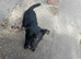 patterdale terrier