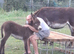 3 beautiful donkeys mum baby and gelding