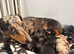 Miniature Dachshund Boy & Girl