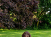 Gorgeous Chocolate F1 Sproodle Puppies *2 Left*