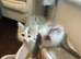 Beautiful mainecoon kittens
