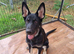 2 male german shepherd puppies.