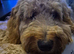 Apricot Male Cockapoo