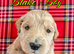 Australian Labradoodle Puppies