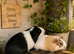 2 Male Guinea Pigs