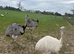 Rhea Fertile Hatching Eggs White & Grey