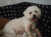 Malchipoo Puppies 3 Females