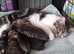 2x Kittens Remaining READY TO LEAVE