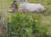 Dun Connemara filly