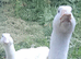 Embden geese (April hatch)
