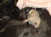 Beautiful french bulldog puppies