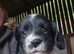 4 beautiful springer spaniel boys