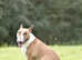 Miniature english bull terrier stud