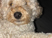 STUD Beautiful cookerpoo