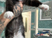 We have 8 LET TWO BOYS STILL AVAILABLE gorgeous Maine coon kittens for re homing
