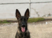Lovely 6 month old female for sale