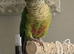 Looking to re-home because of health