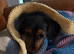 Dachshund/ Yorkie needs new home
