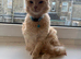 Ragdoll male kitten