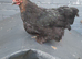 1 bantam chicken