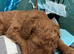 Beautiful Red Miniature Labradoodle Puppies