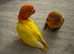 Love birds available ino mutations, split blues and many more