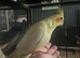 baby cockatiels (handreared)