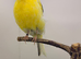Lancaster male canary