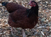 Rhode island red and white silkie breeding trios