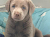 Big beautiful Labrador puppies