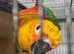 Jenday Conure