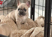 Gorgeous lilac fawn Frenchbull dogs