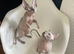 Amazing Sphynx