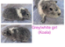 X5 baby girl guinea pigs