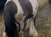 For sale Bruno,mini cob colth