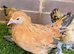 Sablepoot Pullet Growers