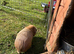 8month old boy guiena pig