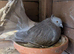 Indian fantails and garden fantails with shed and aviary