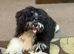 UDATE ONLY ONE BOY AVAILABLE Exquisite litter of Havanese Puppies