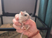 Gerbils