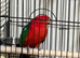 Baby King parrots Glasgow